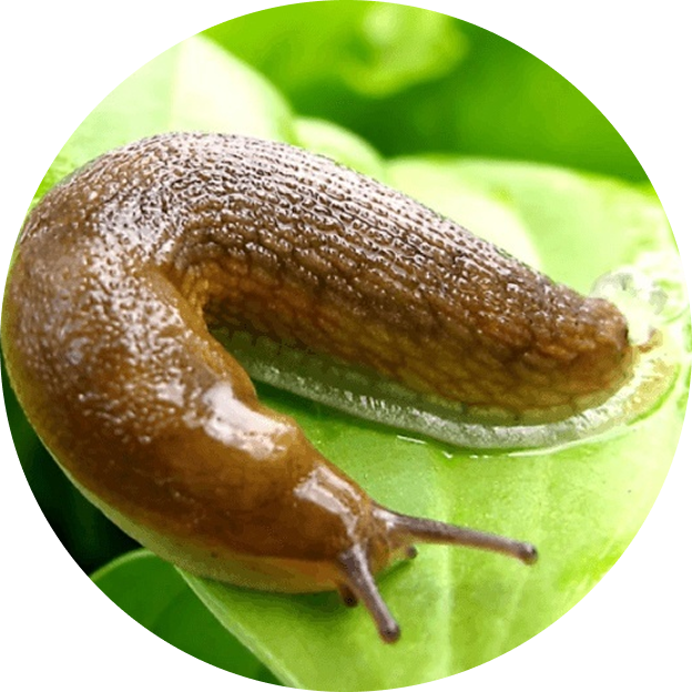 Уничтожение слизней